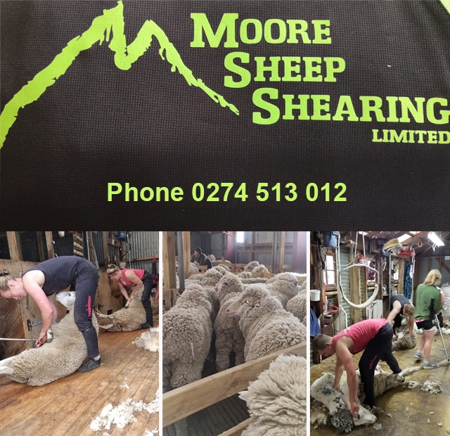 Moore Sheep Shearing - Ward School - Aug 23